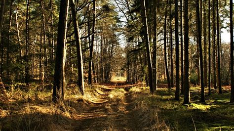 Forests Trees Path Free Photo On Pixabay Pixabay