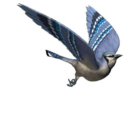 Flying Bird Animated Clipart 20 Free Cliparts Download Images On