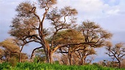 Sahel Plants