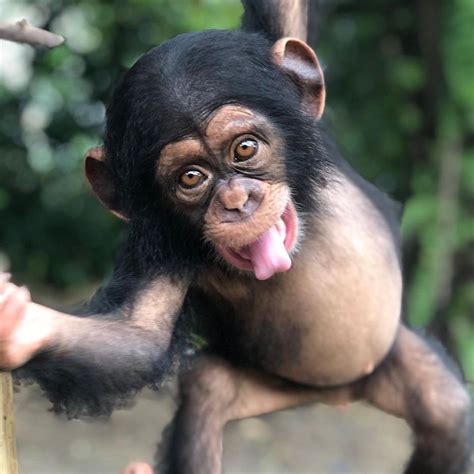 Wildlife Adventure On Instagram The Chimpanzee Also Known As The