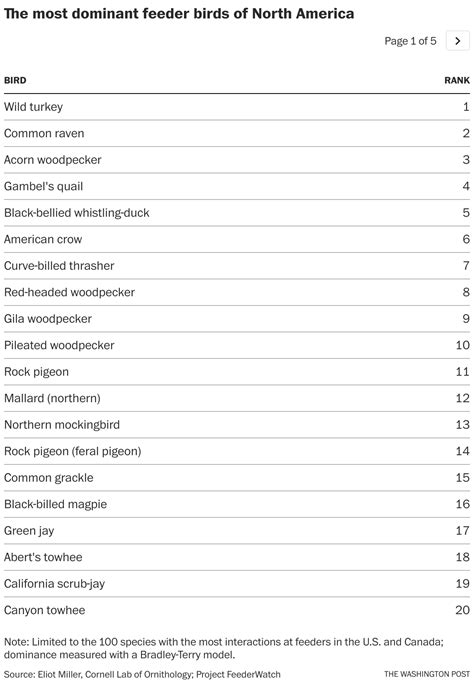 Which Birds Are The Biggest Jerks At The Feeder The Washington Post