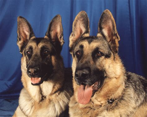 Filegerman Shepherd Dogs Portrait Wikimedia Commons