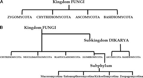 Old A And A Proposed New B Classification Schemes Of The Kingdom Fungi Download