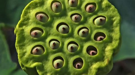 Trypophobia The Fear Of Holes Driven By The Internet And Mathematics Iflscience