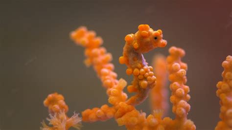 Pygmy Seahorses Masters Of Camouflage Deep Look Kqed