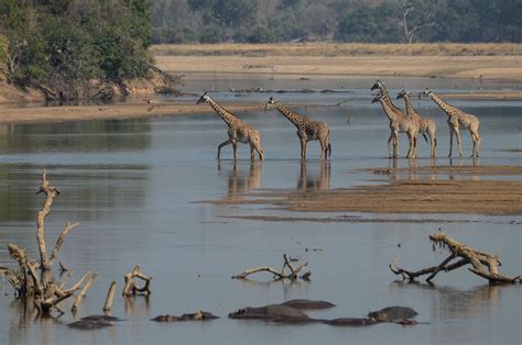 Giraffes Crossing The Luangwa River In The South Luangwa National Park