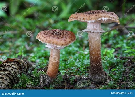 Two Edible Armillaria Ostoyae Mushroom Commonly Known As Honey Mushroom