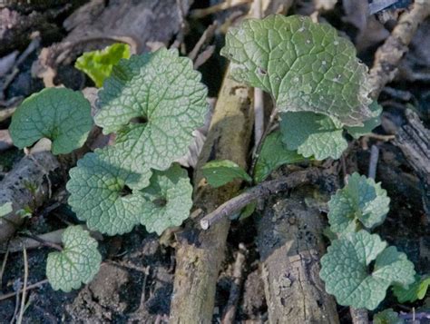 Kill Garlic Mustard Now Conservation Digest