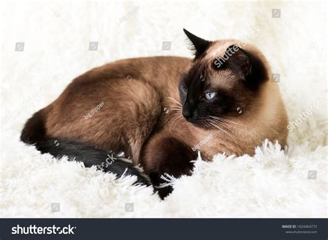 373 Chocolate Point Siamese Cat Images Stock Photos And Vectors