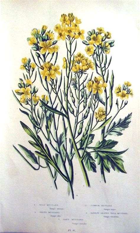 1899 Wild Mustard Herb Flower Antique Botanical Etsy Vine Drawing