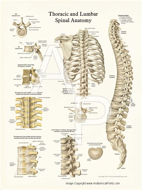 Archeologists have found diagram of back and hip bones wrapped artifacts dated way back to 2000 b.c. Human Spine Anatomy Posters