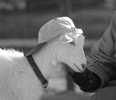 Because Its Cute Goat Wearing A Hat Goats Wearing A Hat Hats