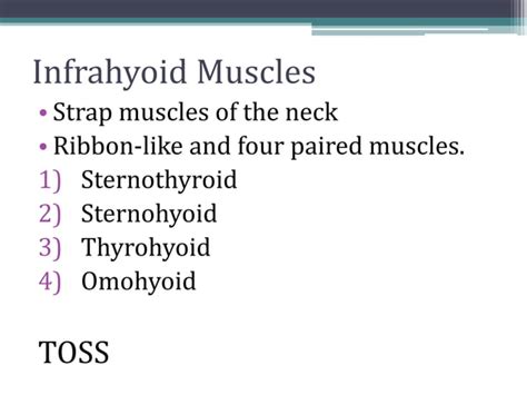 Suprahyoid And Infrahyoid Muscles