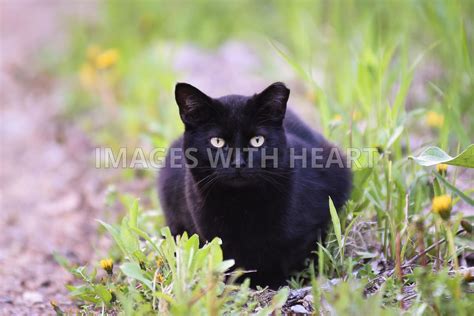 Images With Heart Black Feral Cat