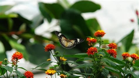 50 Beautiful Butterfly Wallpapers For Desktop On Wallpapersafari
