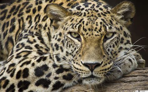 ** nuestra plataforma de cursos online: Fondo pantalla iphone 6s leopardo Leopardo nublado gato salvaje hierba iphone x 8 7 6 5 4 3gs ...