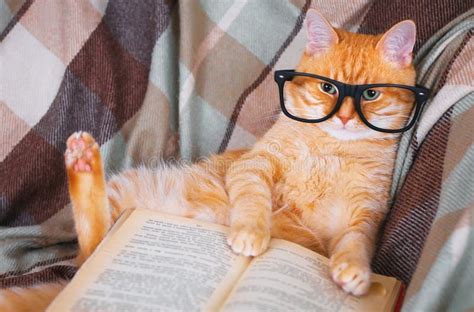Red Cat In Glasses Lying On Sofa With Book Stock Photo Image Of Lens