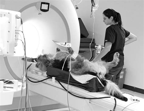 What Does A Ct Scan Show For Dogs