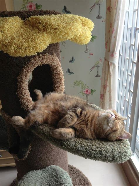 Bringing The Outdoors In Cats And Their Cat Trees Life With Cats
