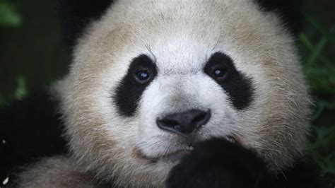 Giant Pandas No Longer On Endangered Species List