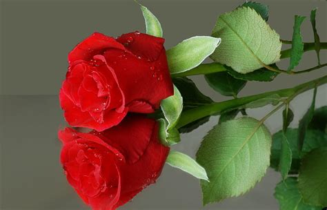 Flower Reflection Red Rose Roja Hd Wallpaper Pxfuel