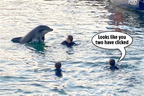 Swimmers Warned To Steer Clear Of Amorous Dolphin In Case He Becomes