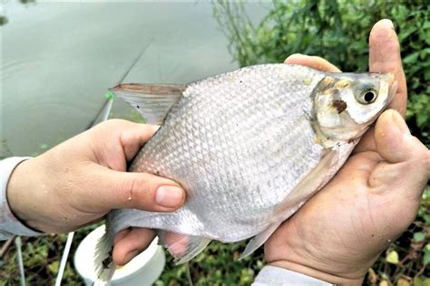 鳊鱼最喜欢吃什么味型的食物？鳊鱼的生活习性和垂钓技巧 知乎