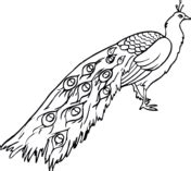 Article by best coloring pages. Peacocks coloring pages | Free Coloring Pages