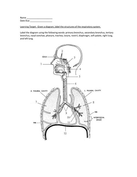 Respiratory System Diagram Quiz Respiration System To Label Human