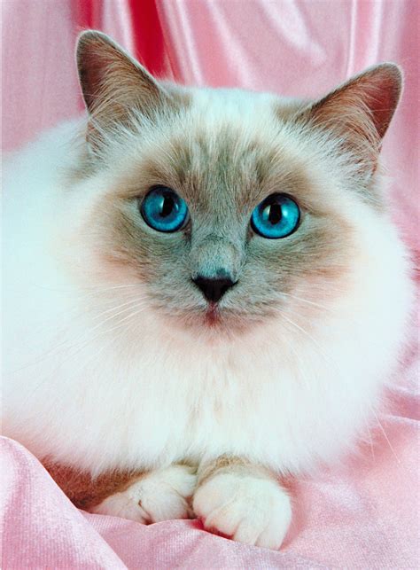 Birman Cat Breed Guide And Profile Litter Robot