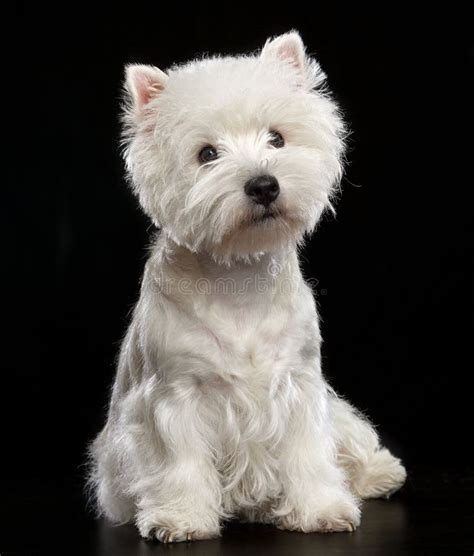 West Highland White Terrier Dog Isolated On Black Background Stock