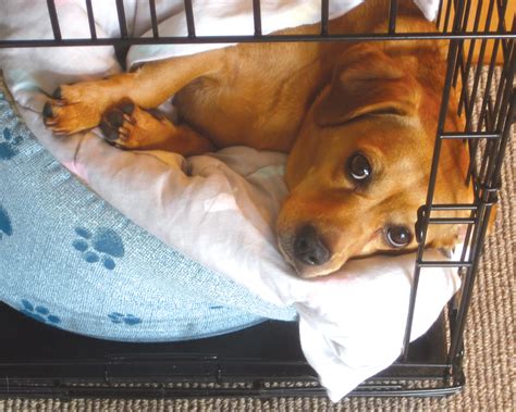 What To Do When Your Puppy Cries At Night In His Crate Modern Dog