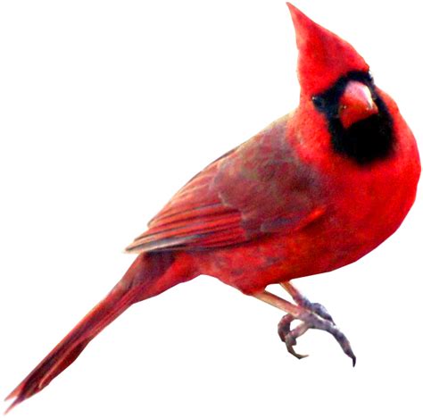 Bird St Louis Cardinals Northern Cardinal Swallow Symbol Watercolor