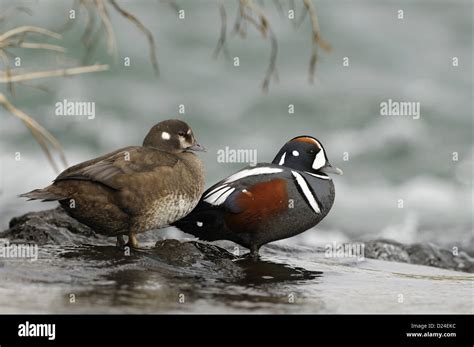 Harlequin Duck Histrionicus Histrionicus Adult Pair Standing