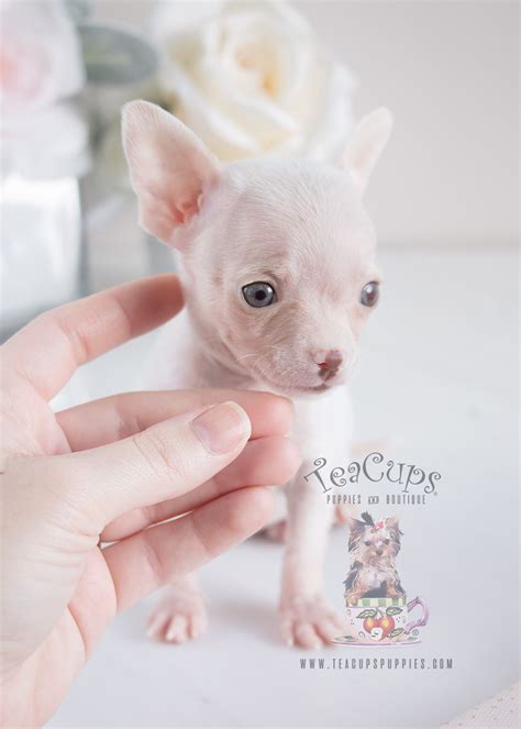 Find dogs and puppies for sale, near you and across australia. Teacup Chihuahua Puppies For Sale in South Florida ...