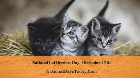 National Cat Herders Day 2023 Things Everyone Should Know