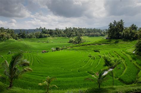 Agriculture Asia Bali Clouds Cloudy Farm Green Indonesia Paddy