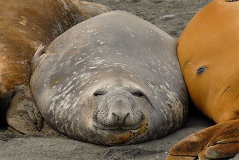 Beachmaster Southern Elephant Seal 01 Colin Bates Flickr
