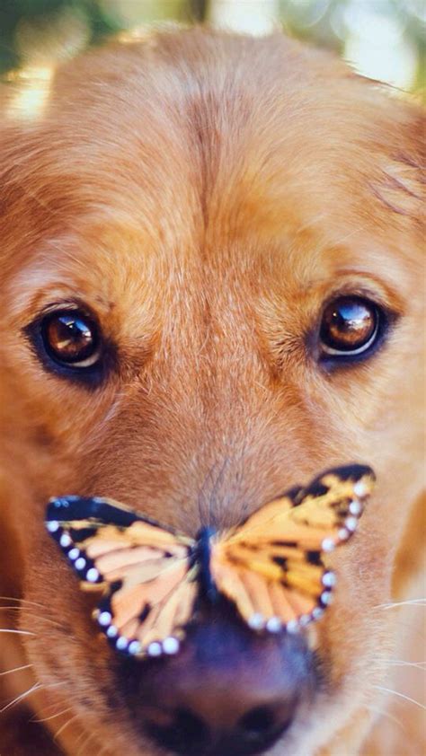 Butterfly Nose Funny Dogs Dog Wallpaper Dogs