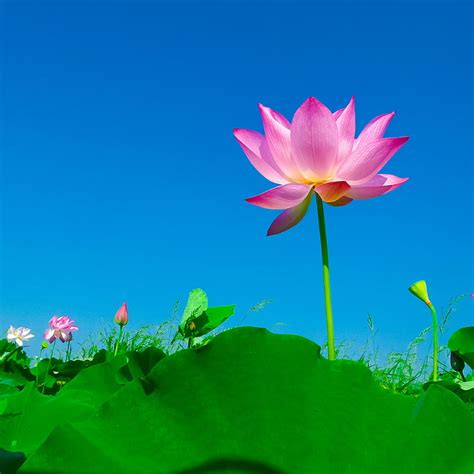 Free Photo Lotus Lotus Leaf Flowering Flower Nature Water Lily