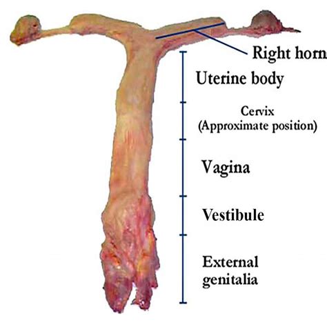 The Mare Reproductive Tract Dissected Equine Llc