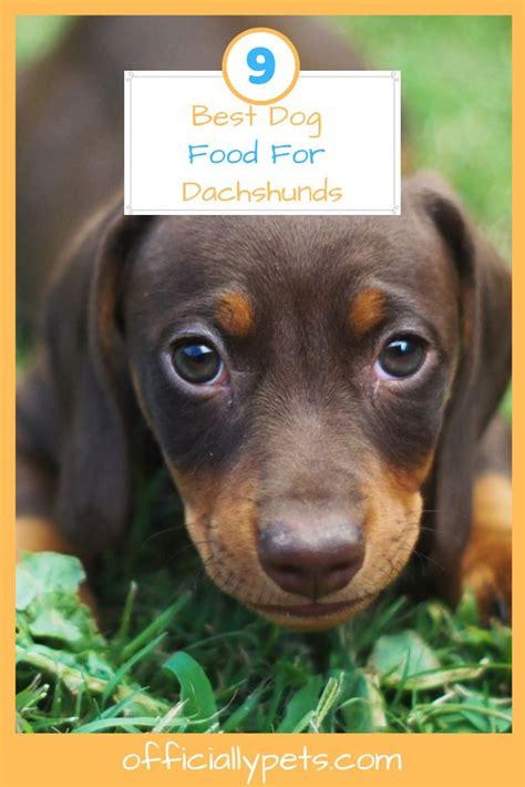 What Is The Best Dog Food For Dachshunds
