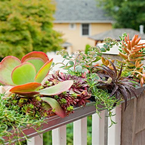 Playful Pots Of Succulents Better Homes And Gardens