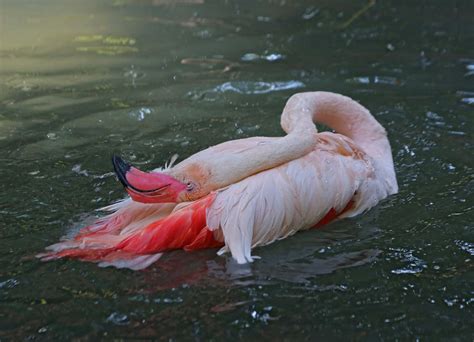 Pictures And Information On Greater Flamingo