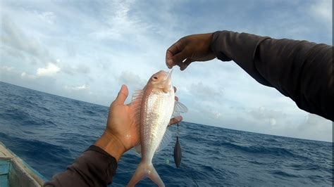 Senang Rasanya Kalo Mancing Ikan Kurisi Ukurannya Besar Besar Kayak