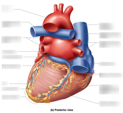 Posterior View Of Heart Diagram Quizlet