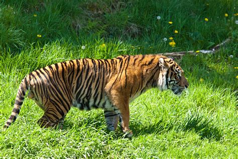 Sumatran Tiger Hunting Stock Photo Download Image Now Istock
