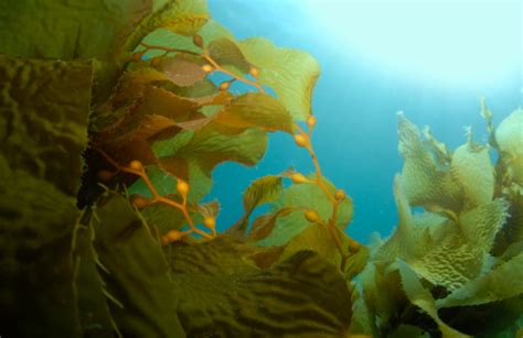 Kelp Background Stock Photo Download Image Now Istock