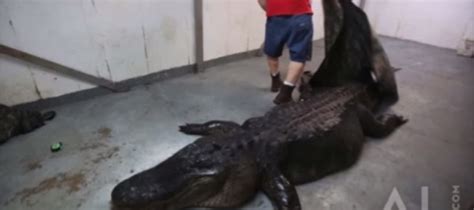 Graphic Video World Record Alligator Brought Down Hunters Stunned