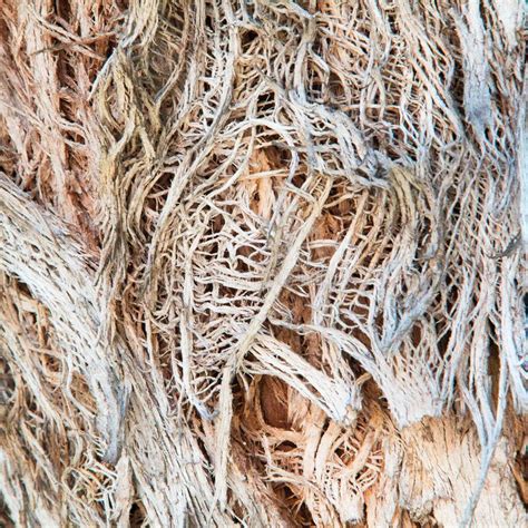 Textured Stringy Bark Eucalyptus Tree Stock Image Image Of Detaching